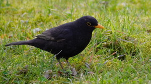 2013.04.07.-07-Mannheim_Vogelstang-Amsel-Maennchen