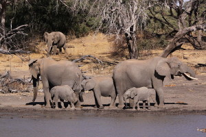800px-African_Elephant,_Loxodonta_africana_-_adults_and_young_drinking_at_waterhole_in_Mapungubwe_(6025173518)